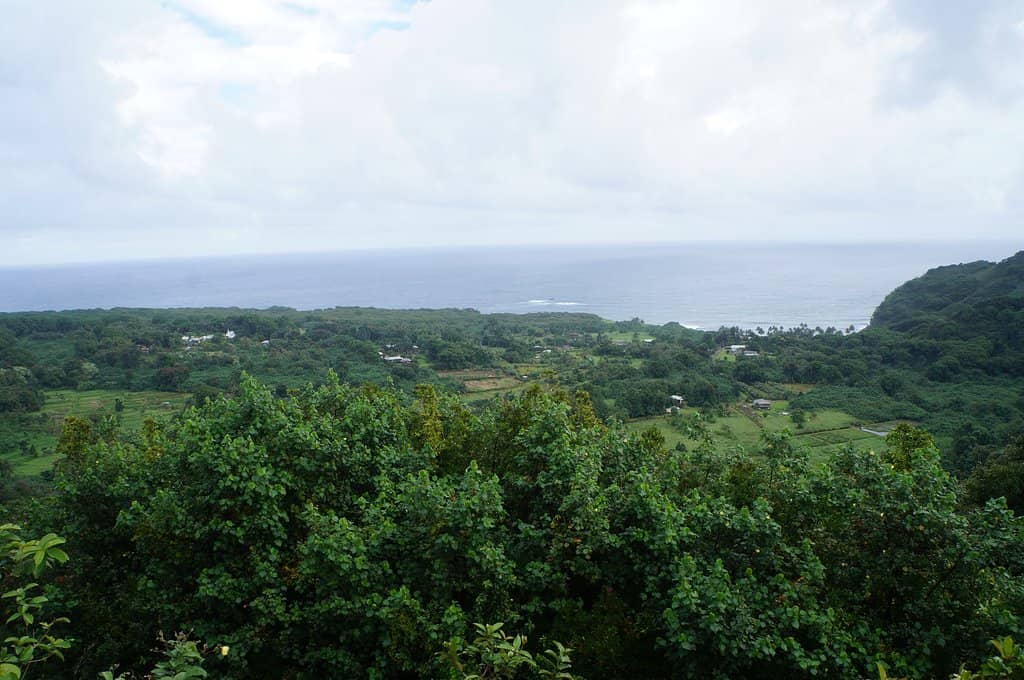Ocean Vistas