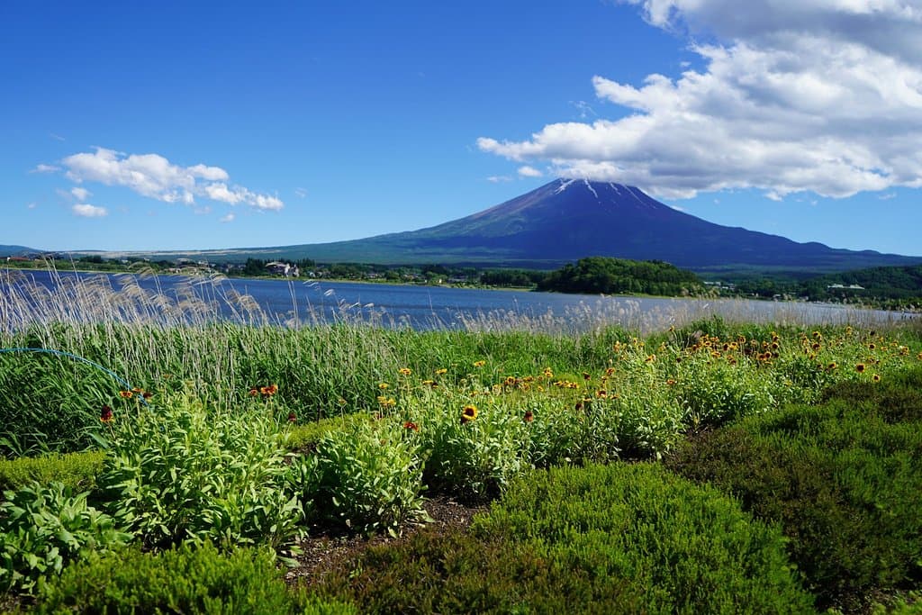 有不同的花種襯出富士山的美景。在大石公園石拍到美麗的富士山。廣闊的大自然各湖景,更加加分。6月中剛好遇上薰衣草,人比較多。所以要避一避開人就可以拍到好照。