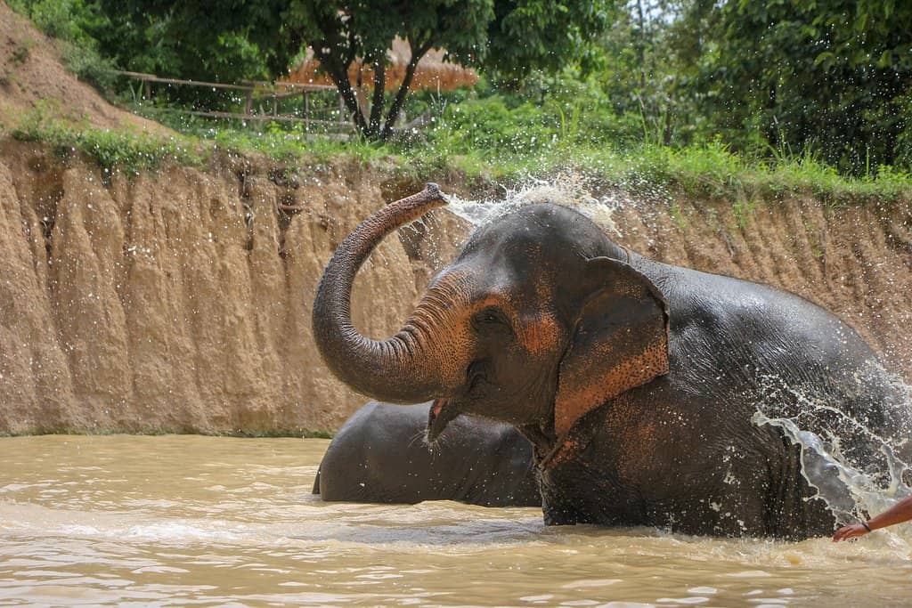 Elephant Bathing