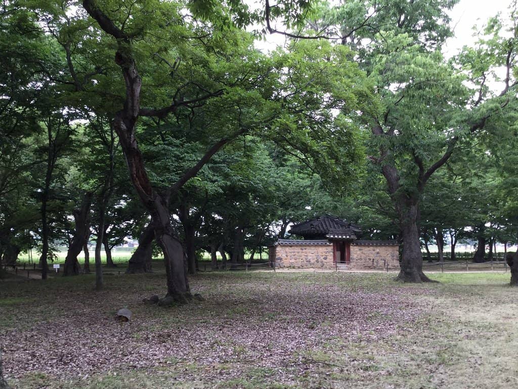 Ancient Trees & Shaded Paths