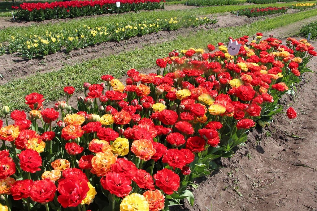 Beautiful varieties of tulips