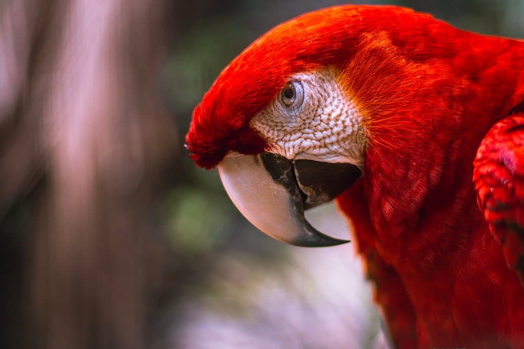 Scarlet macaw