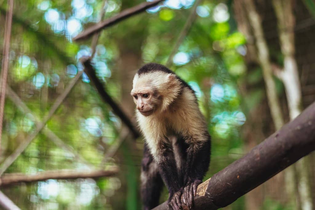Animal Encounters