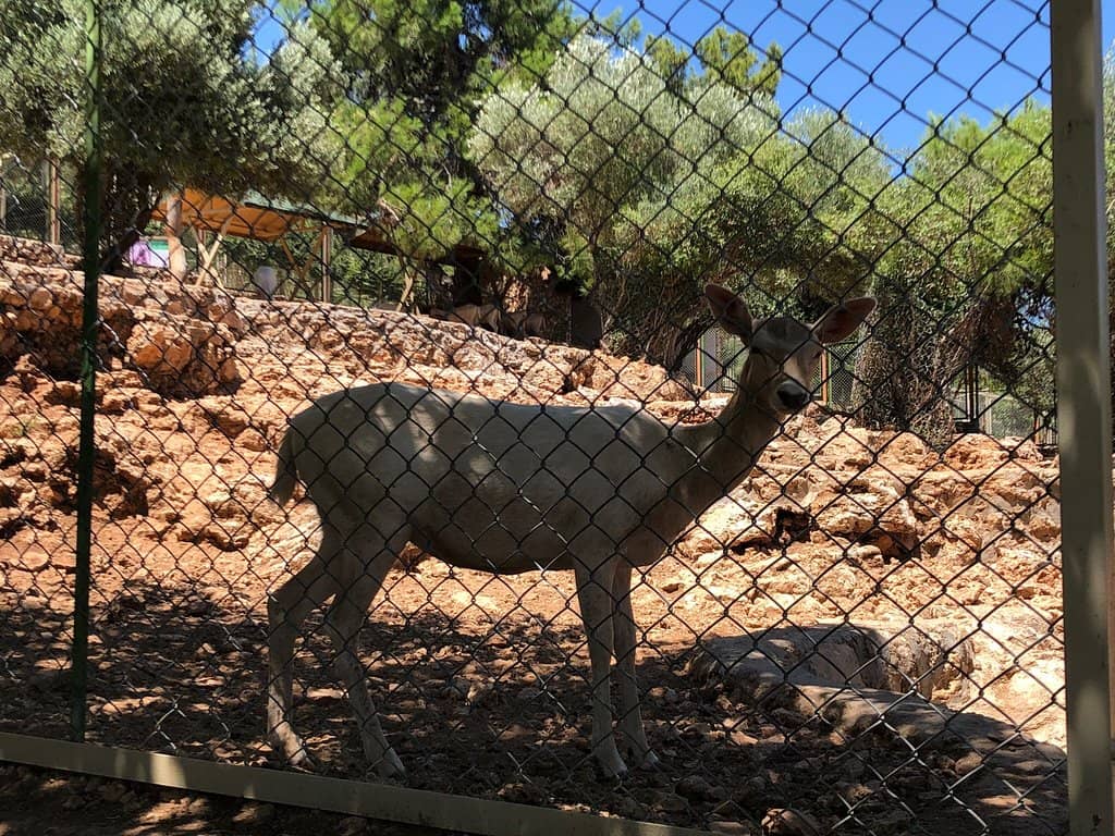 Diverse Animal Collection