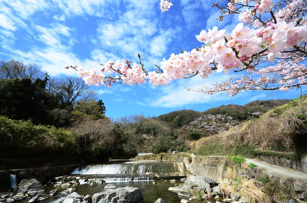 春は多くの桜が咲き誇る桜の名所でもあります。