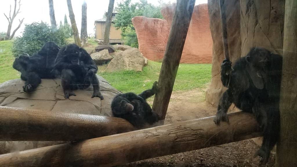 Polar Bear Encounter