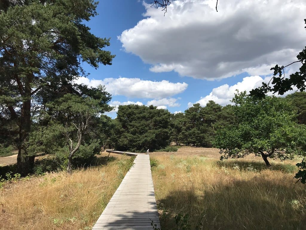 Schwanheimer Düne Frankfurt