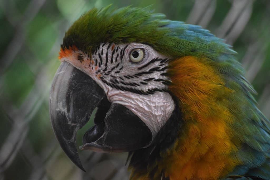 Exotic Bird Species