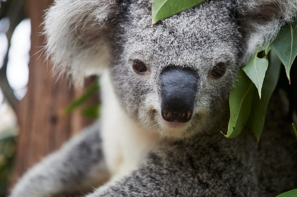 Koala