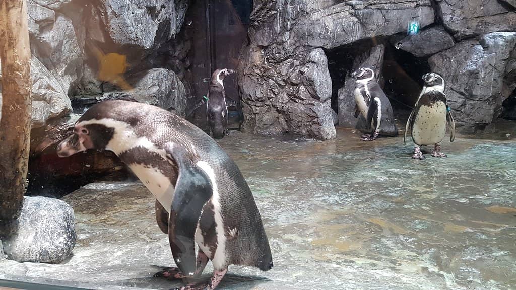 Panoramic City Views