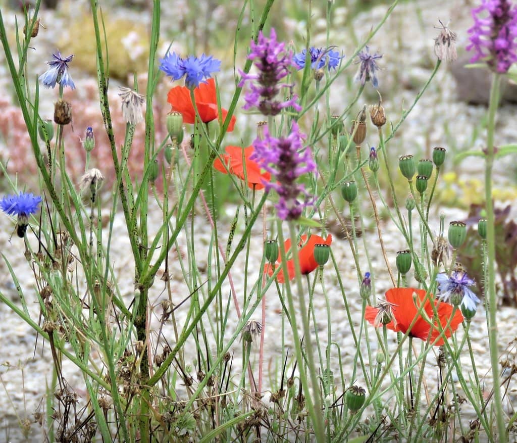 Authentic Chinese Garden