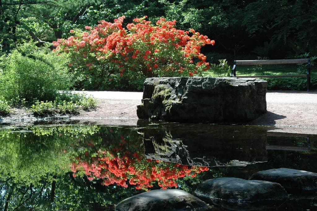 Tranquil Rock Garden
