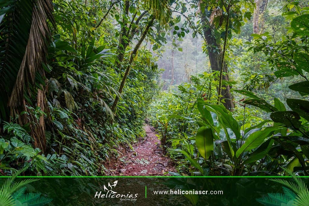 Wildlife Viewing from Bungalows