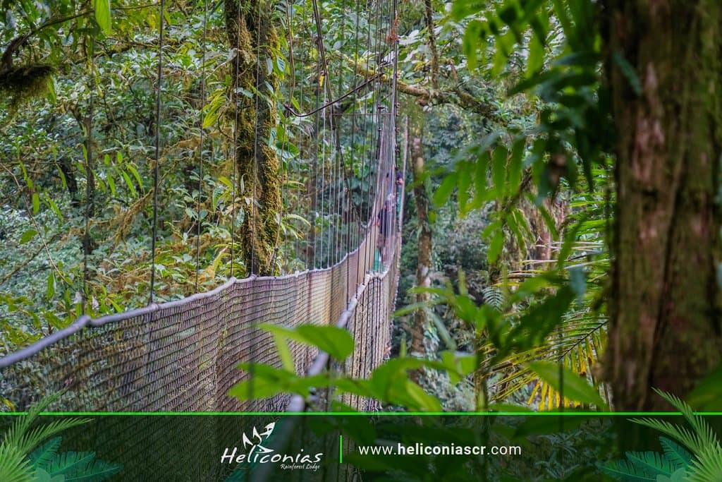 ...Hanging Bridge...
...Nature Explore...