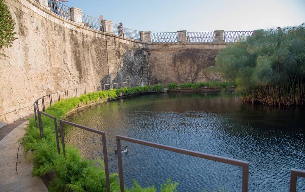 Thriving Papyrus Plants