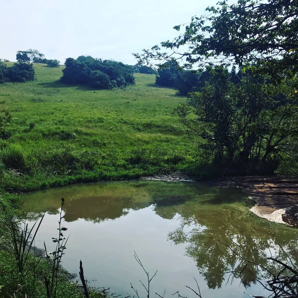 Grey Duiker Encounters