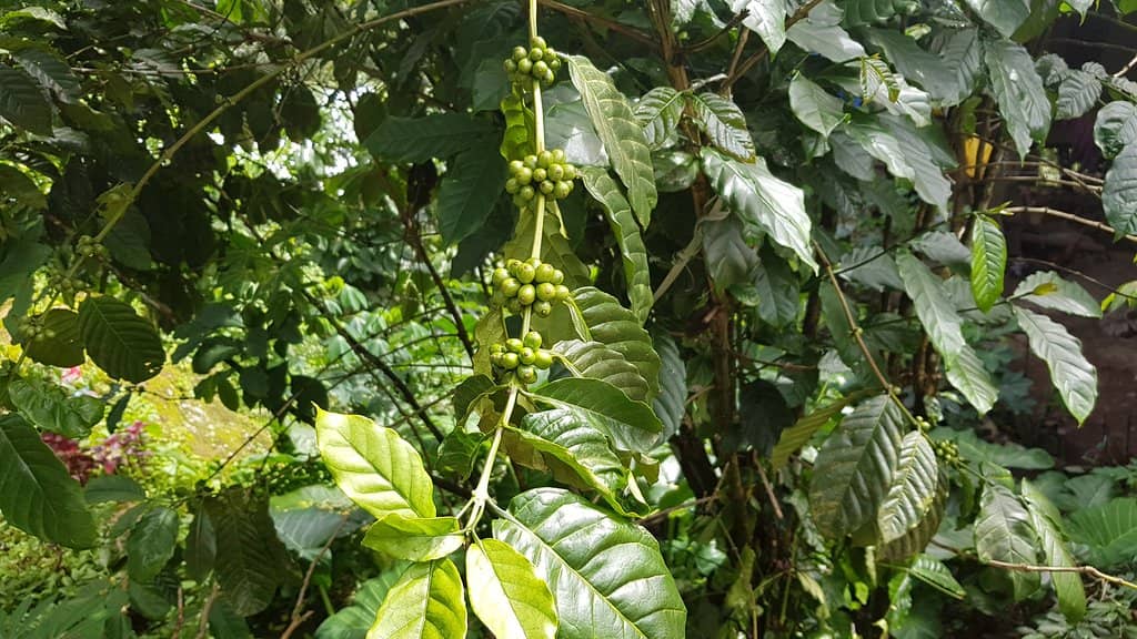 The Majestic Takapala Waterfall
