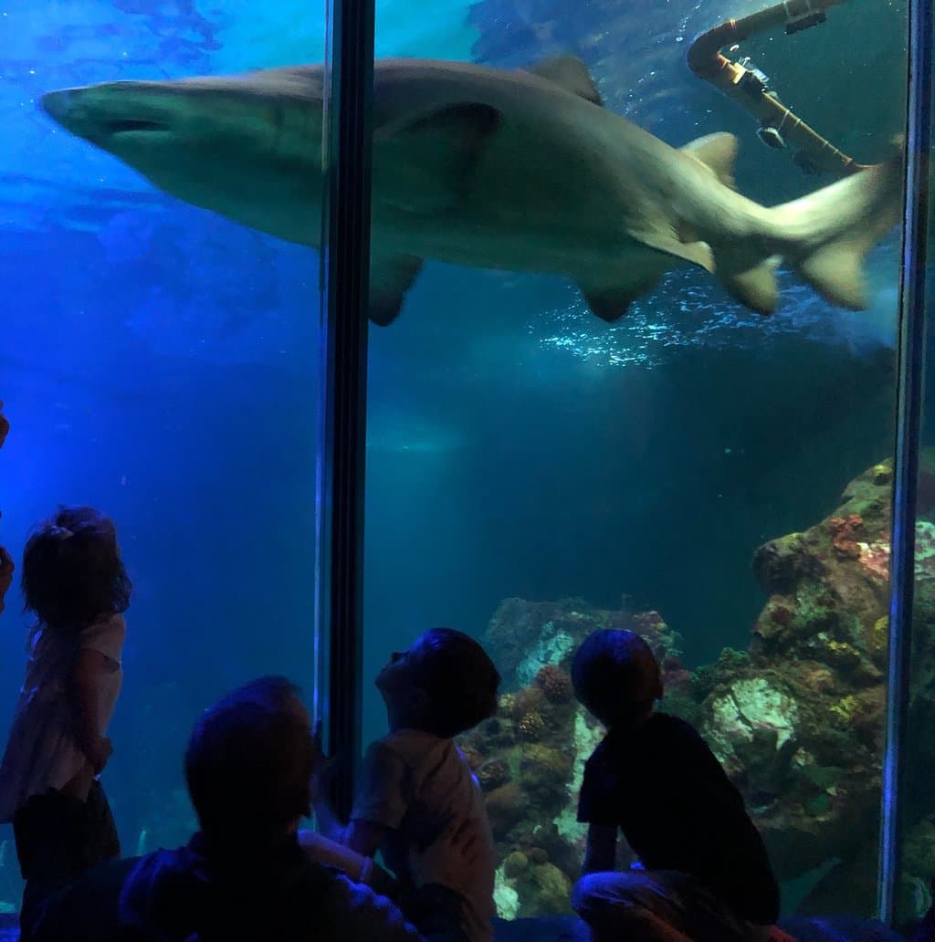 Dingle Oceanworld