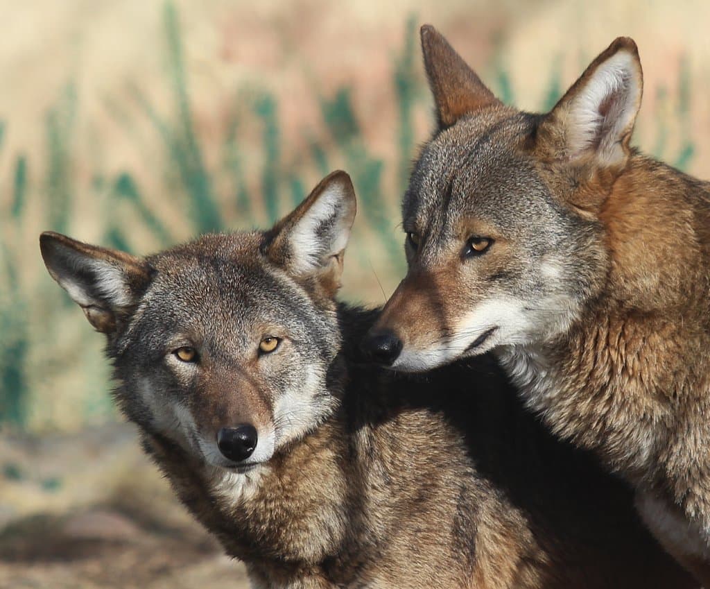 Red wolves Cheyenne and Waya represent a critically endangered species.