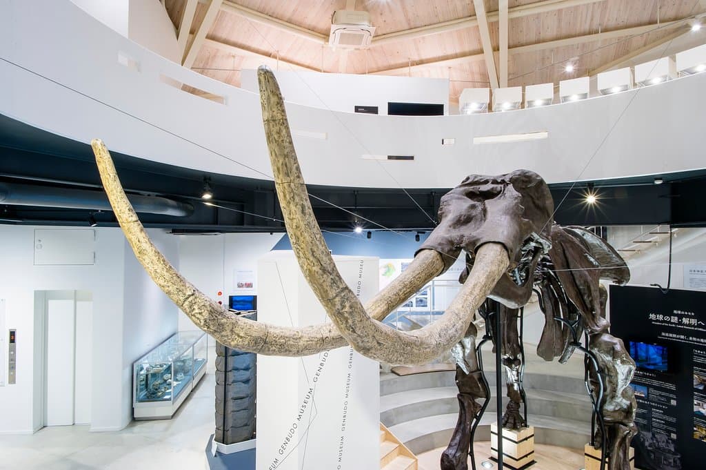 昔、山陰海岸を歩いていた!?
アジアゾウがお出迎え!!