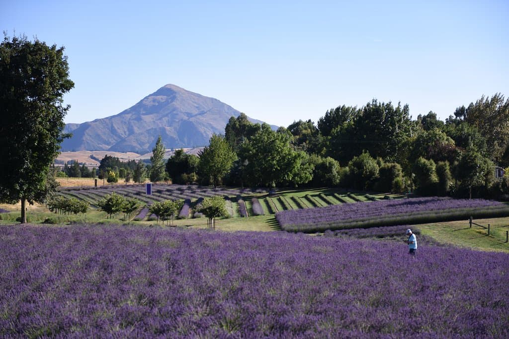 Wanaka Lavender Farm