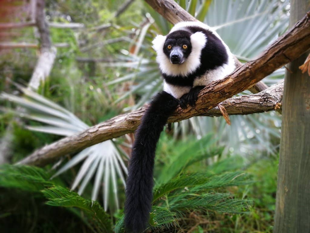 Lemur Encounter