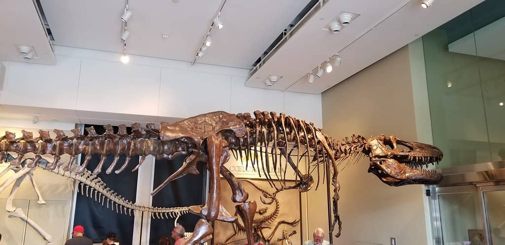 Blue Whale Skeleton