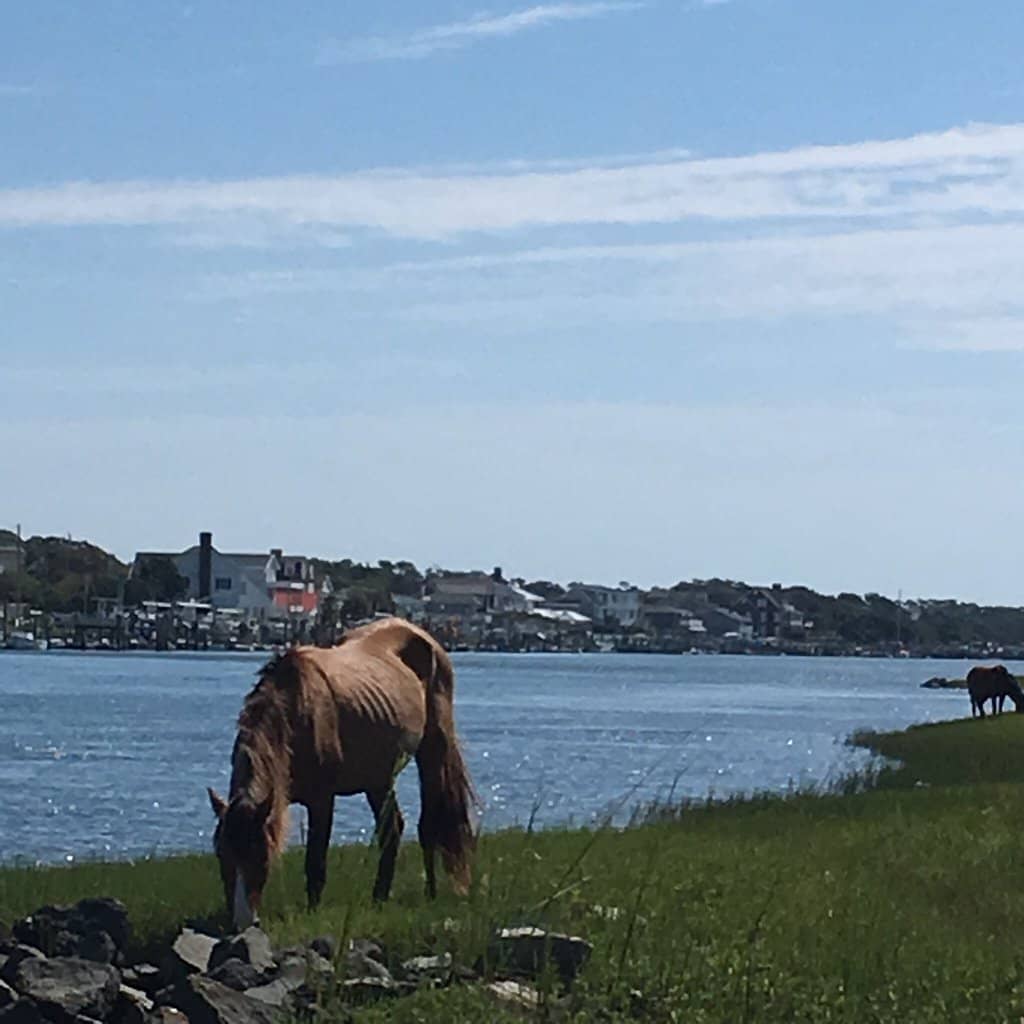 Birdwatching Paradise
