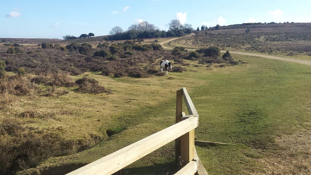 New Forest Ponies