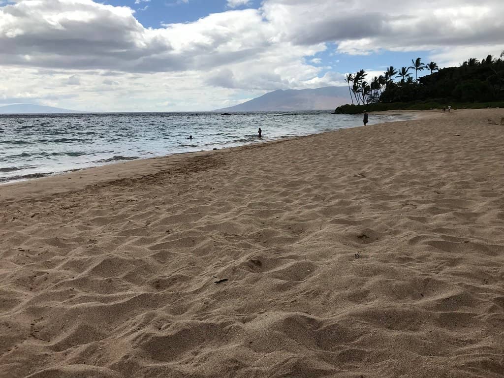 Sea Turtle Encounters