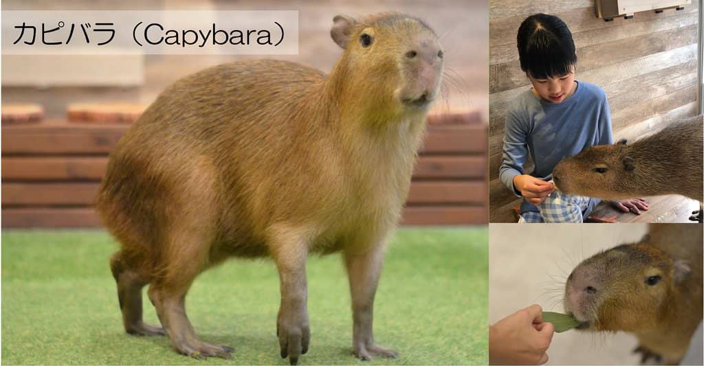 Diverse Critter Collection