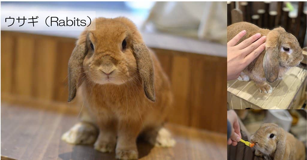 Nocturnal Animal Showcase