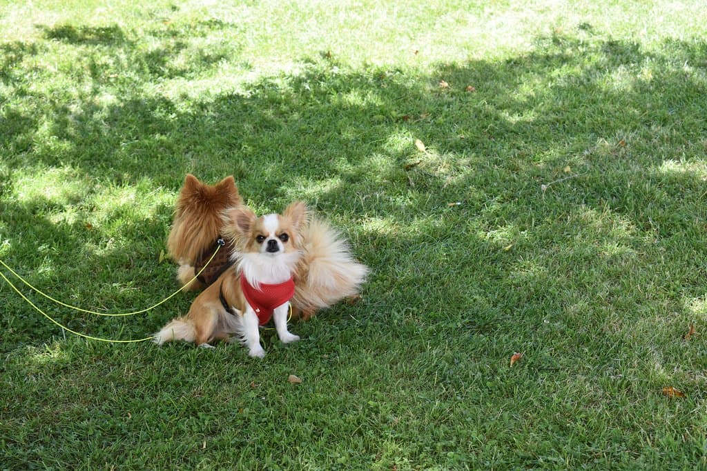 In addition to birds, squirrels & deer, we also saw some domesticated animals.