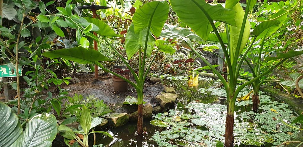 Impressive Plant Collection