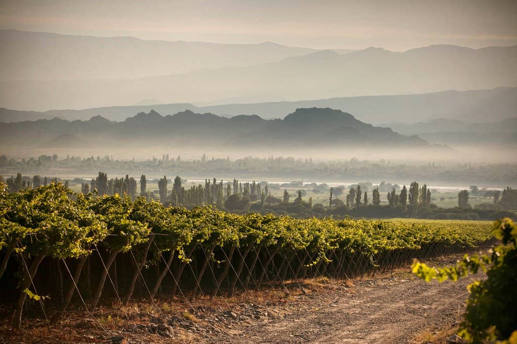 Wine Tasting Experience