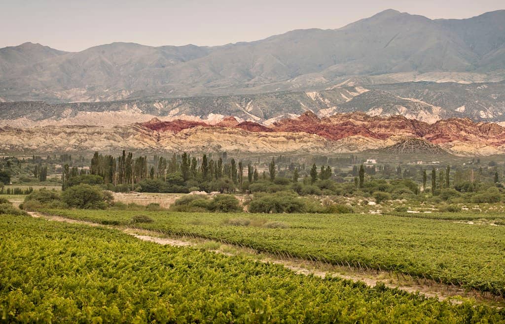 Vineyard Horseback Riding