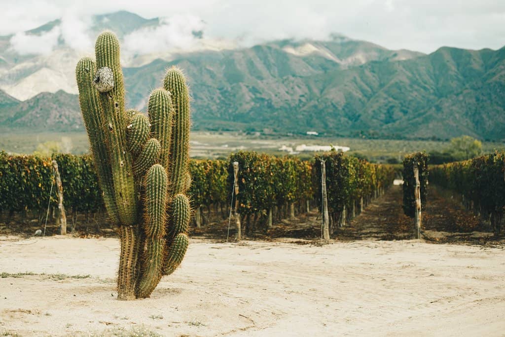 Magical Wine Sunset Tour