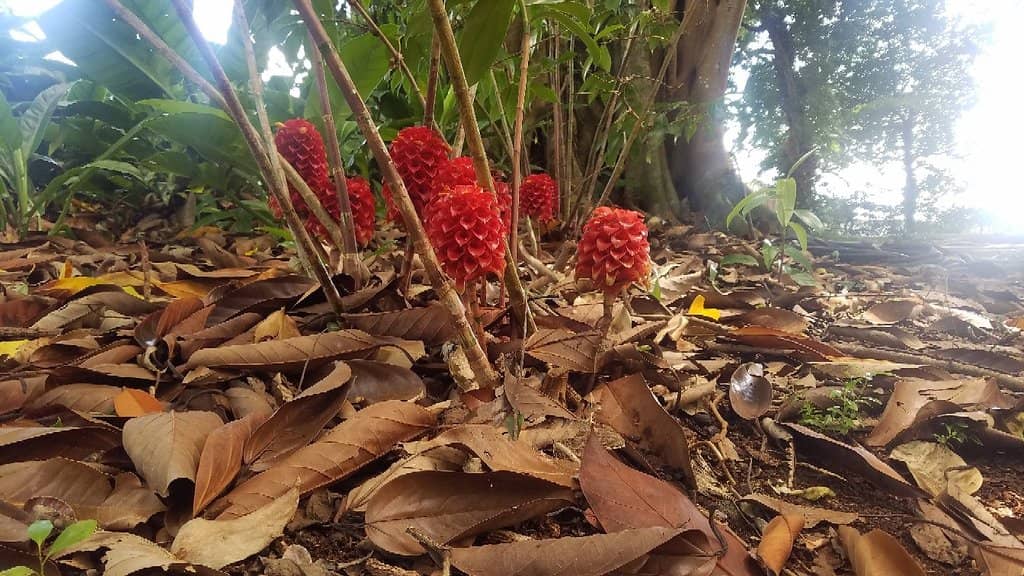 Upper Garden Serenity