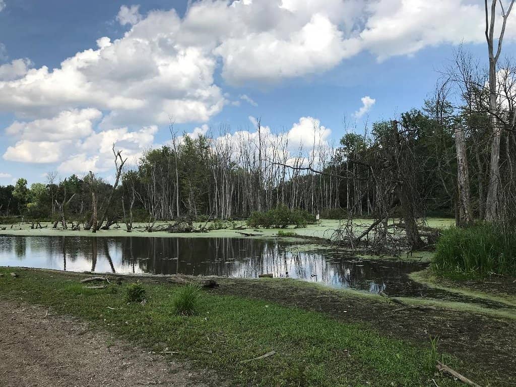 Wetland Trails
