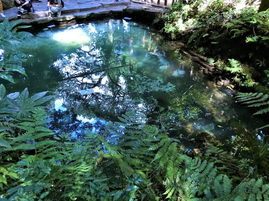 Mirror Pond Reflections