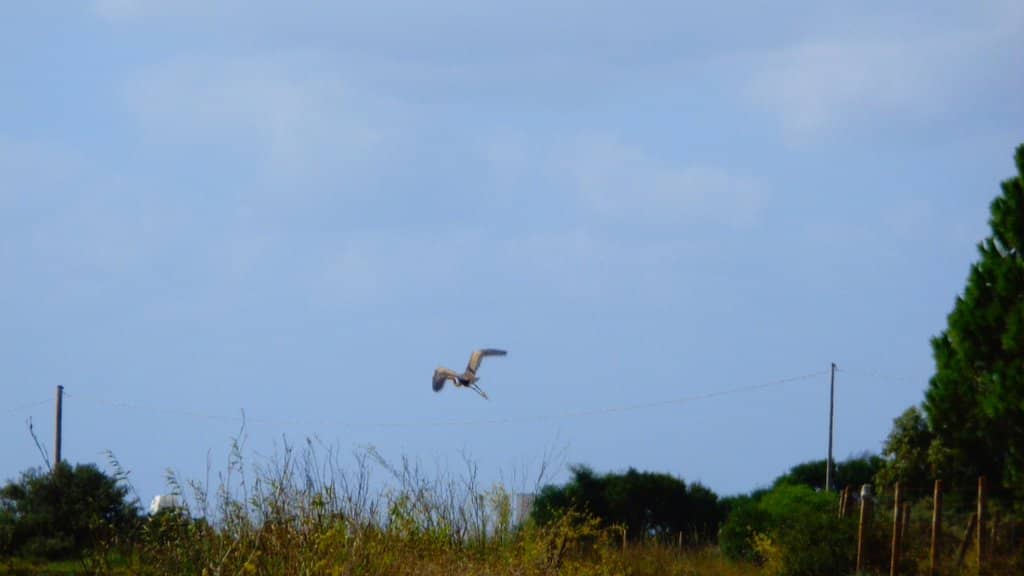 Tranquil Nature Walks