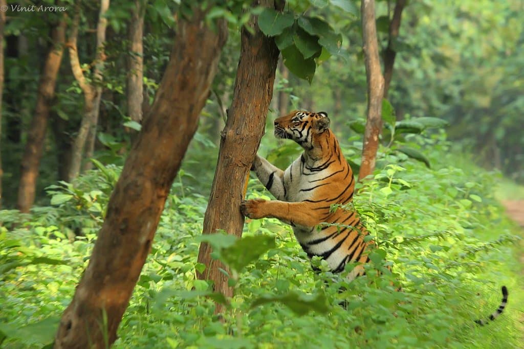 Female Scent marking