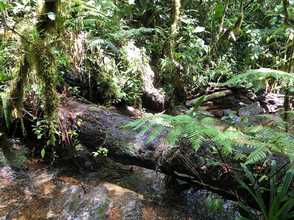 Grandfather Tree