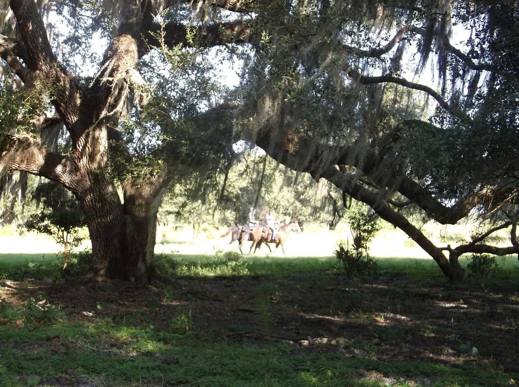 Hammock Acorn Trail