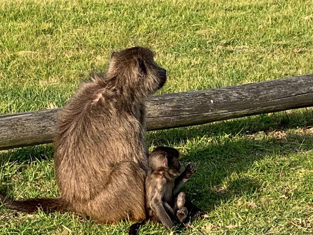 Scenic Coastal Walks