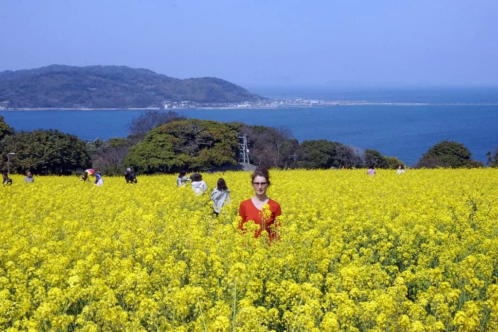 Vibrant Flower Fields