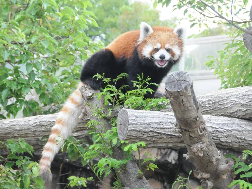 Polar Bear Encounter