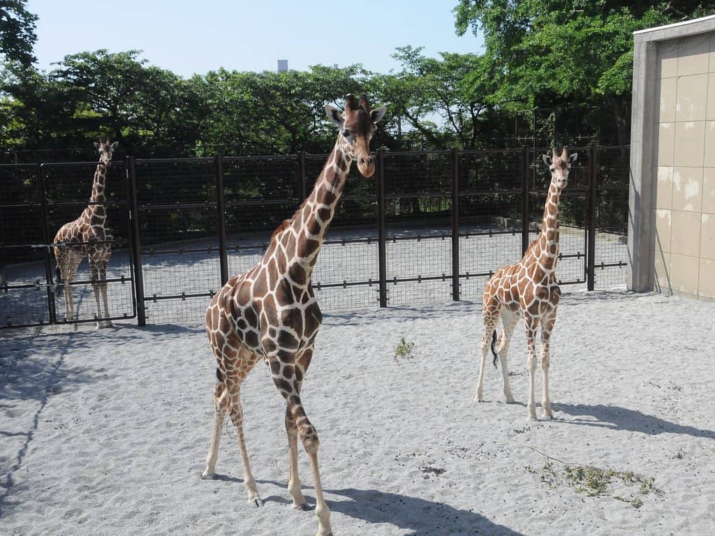 Diverse Animal Exhibits