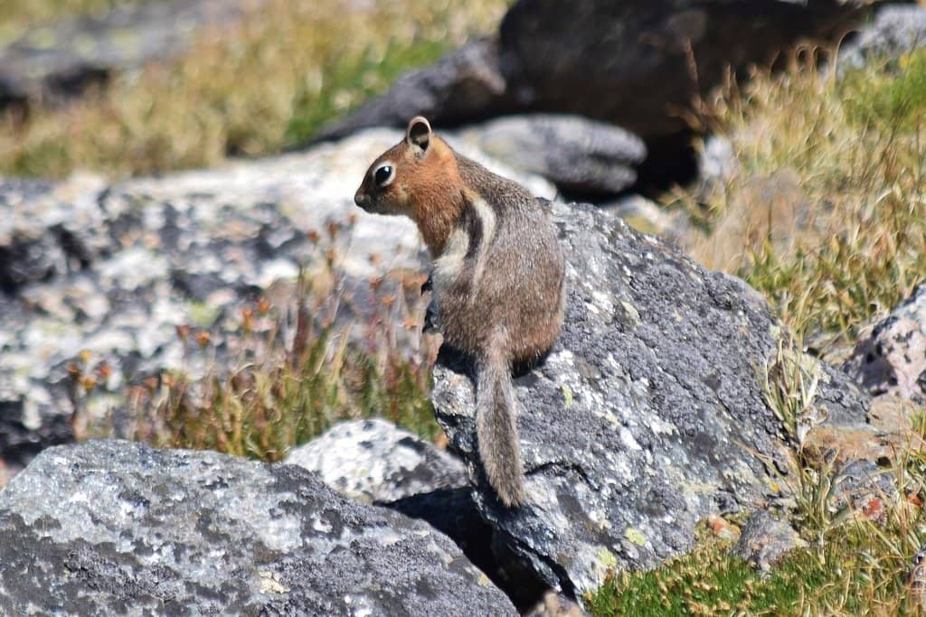 Continental Divide Trail