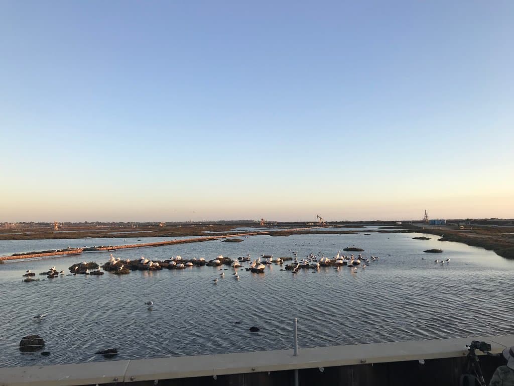 Bolsa Chica Ecological Reserve Huntington Beach
